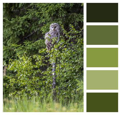 Bird Of Prey Woodland Ural Owl Image